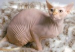 hairless-cat7