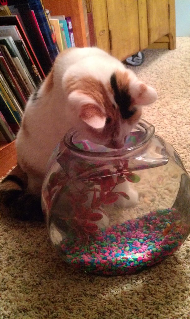 cat meets fish