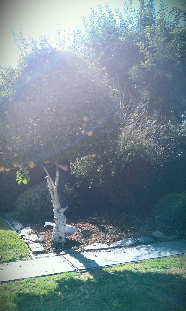 Anyone for lemon ball?