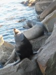 Monterey Sea Lions