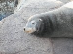 Monterey Sea Lion