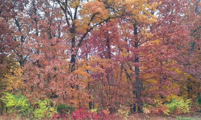 Fall in Midwest