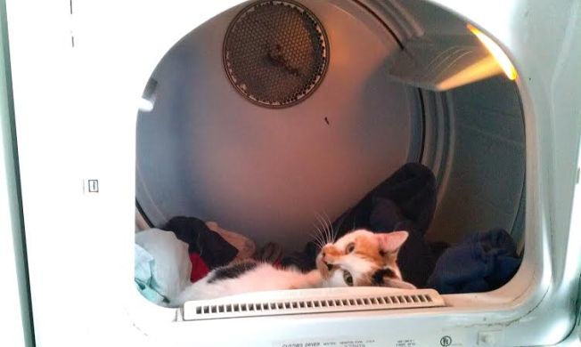 You don't mind a few, or say hundreds of white hairs on your clean laundry, right?