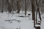 Winter Woods 6