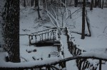 Winter Woods 7