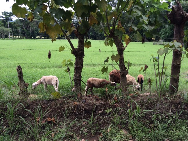 Sheep farm between Jaco and Quepo